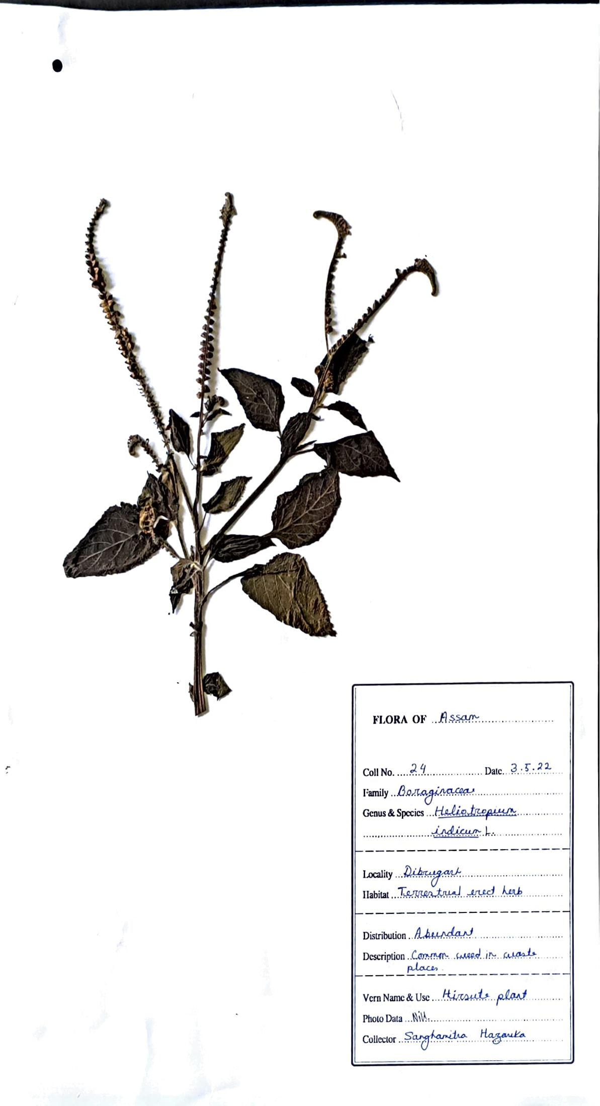 Hatisurai (Ben.) (Herbarium)